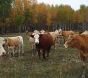 Ask questions about the disease status in the herd, especially about information on reproductive loss and chronic respiratory and diarrhea problems.