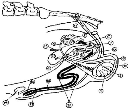 Slika 1. Šematski prikaz položaja polnih organa nerasta (8). Arhiv veterinarske medicine, vol. 5, br. 1, 43-49, 2012. Rogožarski D. i dr.