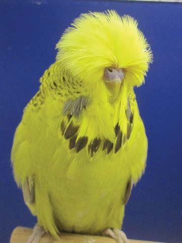 I started budgerigar breeding at the age of 11, which was more a coincidence than planned. A classmate showed me his budgerigars which caught my interest.
