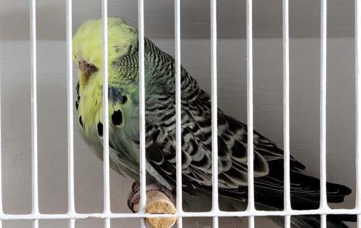 Spangle Dominant Pied Recessive Pied Yellowface Rare Variety Clearbody A.O.C. Pair Team Colour Budgerigar B.