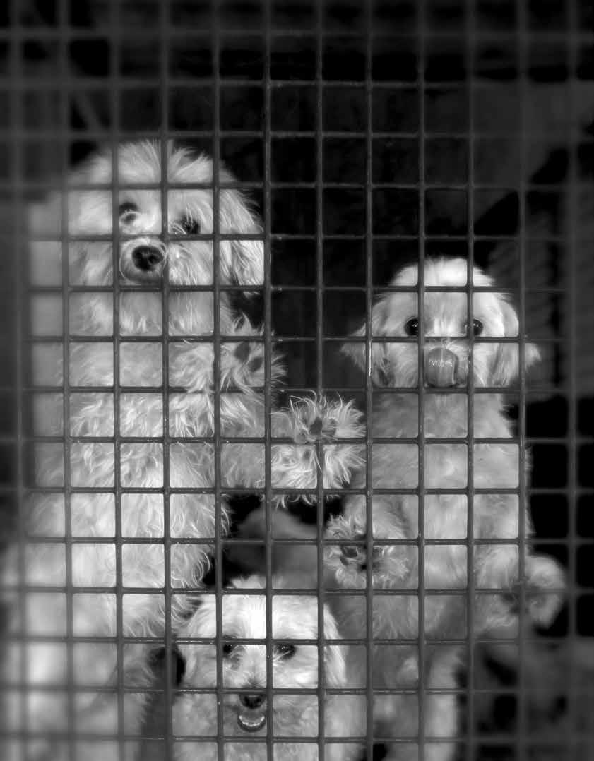 NOT SUCH A ONDERFUL LIFE PUPPY MILLS WILL CEASE TO EXIST IF PEOPLE STOP BUYING