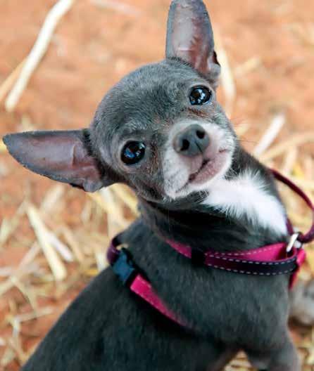 It is believed that there are approximately 10,000 licensed and unlicensed puppy mills in the U.S.