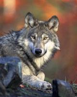 Description The sound of a howling gray wolf is becoming a more common event in Wisconsin.