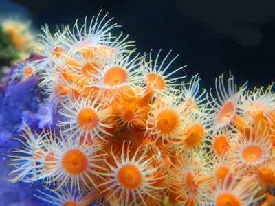 food & protecting each other Sea anemone is a sessile,