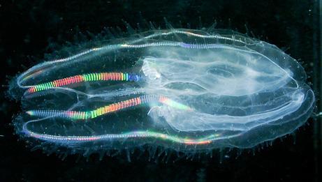 Colloblasts located on two ribbon-like tentacles