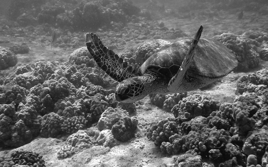 Writing 3 Green sea turtles are reptiles. They can weigh up to 500 pounds and can live to be 60 years old. They live in the ocean, but they have to breathe air as people do.