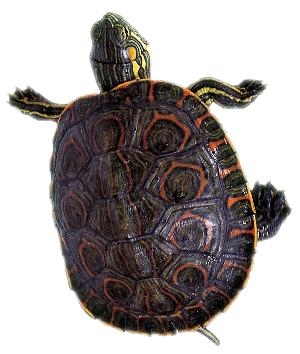 Chapter 1 What Is a Turtle? There is perhaps no more easily recognizable animal on earth than a turtle.