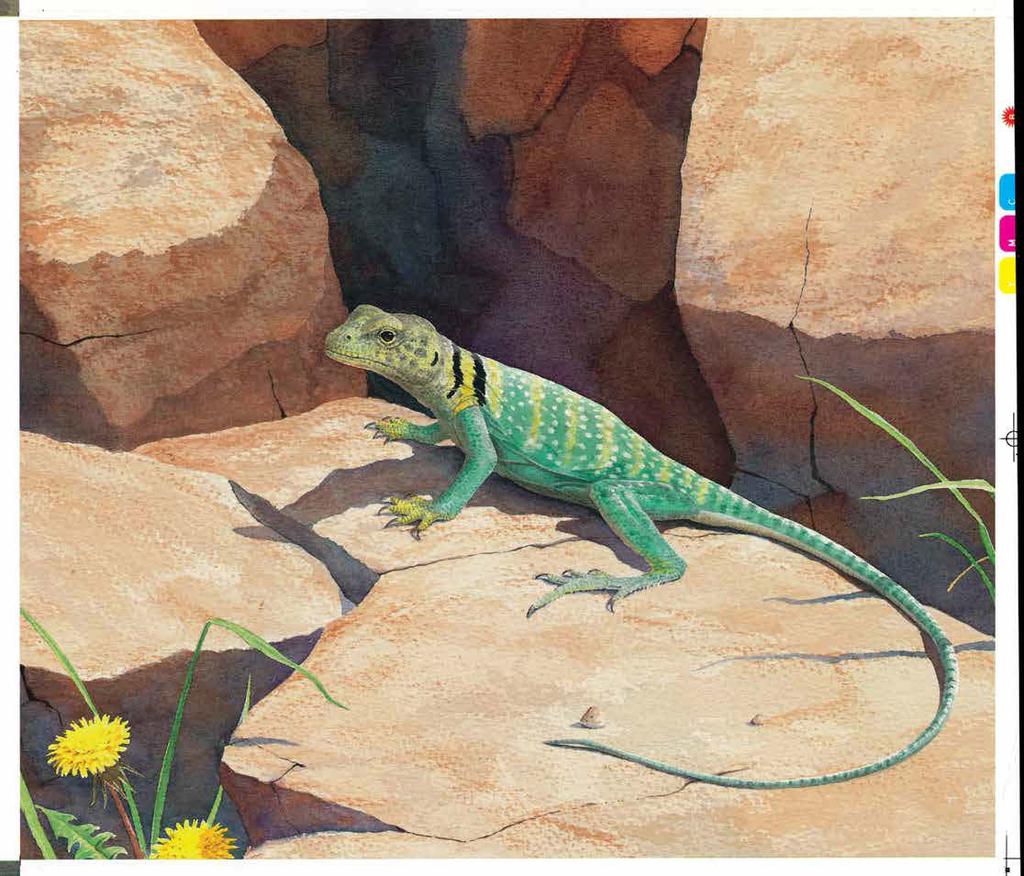 Children s nonfiction / Nature www.peachtree-online.com What does a reptile look like?
