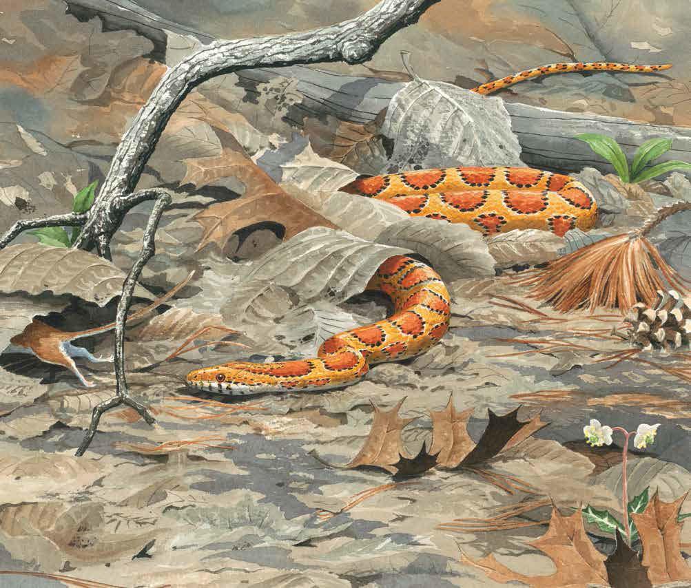 Most reptiles hunt and eat other animals.