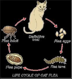 Flea Control One female flea can lay up to 2,000 eggs in her lifetime, which is why just a few fleas can cause a terrible infestation on your pet and in your house in a very short time.