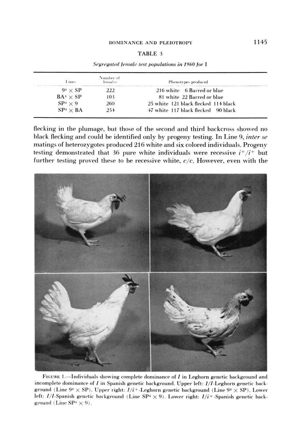 DOMINANCE AND PLEIOTROPY 1145 TABLE 3 SPprqatd fentnlr tpst populations in ly60 for I flecking in the plumage.