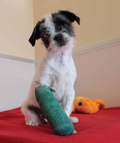 A Patched Up Paw for Penny At eight weeks old, Penny was a sad little pile of wiry fur with dinner plate eyes. The limping, cringing definition of the word forlorn.