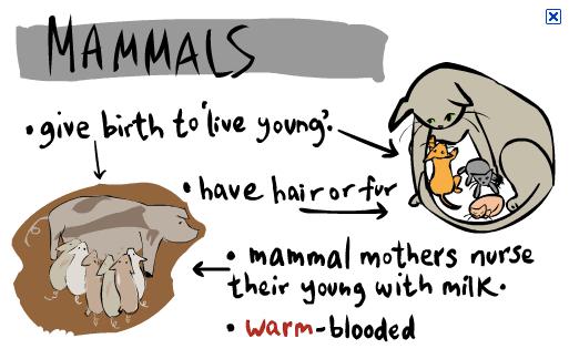 30 Mammals: Cardillo et al.