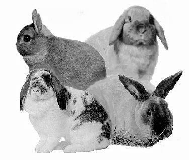 Flemish Giant (Open) Silent & Live Auctions To Benefit NYS Youth NYSCF Cavy Show (Open) TARBA Cavy Show (O & Y) Cortland