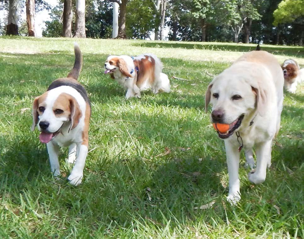 MAKE EVERYDAY A PAW-TAY! FOR DOGS. FOR PEOPLE! Being a great companion is a two-way street. Keep park goers dogs happy and healthy with visits to your dog park. Dogs were born for activity.