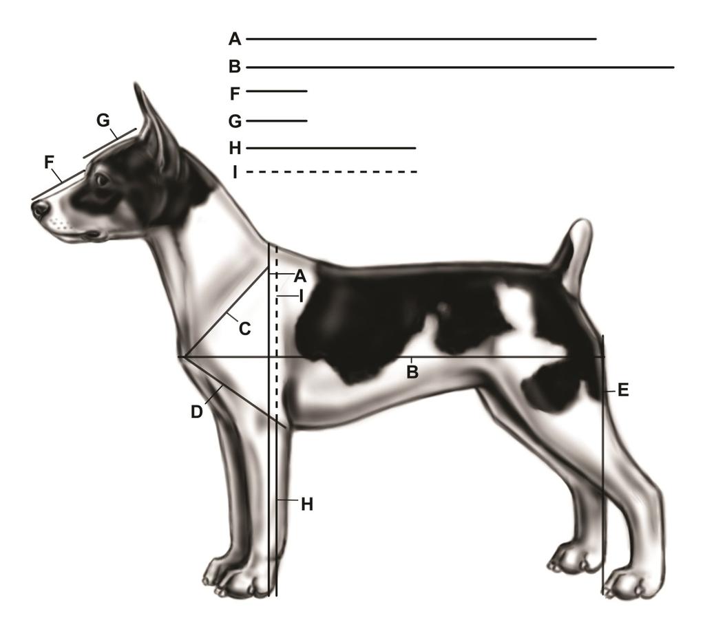 A - Height of the dog B - Length of dog
