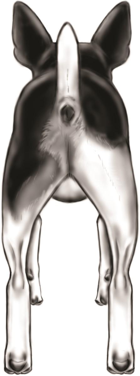 The hindquarters are muscular but smooth