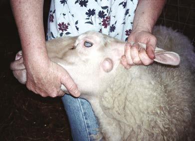 It is difficult to estimate the total number of cases as many are not reported. CLA is endemic throughout the UK, with commercial and pedigree producers recognising the need for vigilance and control.