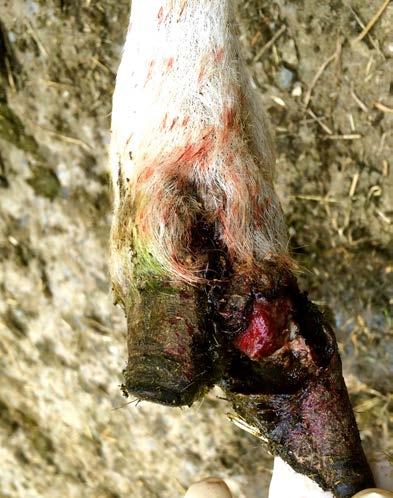 Contagious ovine digital dermatitis (CODD) initially occurs at the top of the hoof (the coronary band).