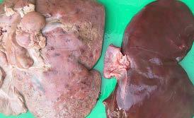 Early signs and identification There are three clinical forms of liver fluke with varying degrees of severity depending on the timing, level and duration of the ingestion.