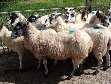 Maedi Visna (MV) Maedi Visna is a progressive wasting disease of sheep caused by infection with a lentivirus.