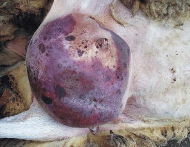 Mastitis Mastitis is an inflammation of the mammary gland, usually caused by bacterial infection.