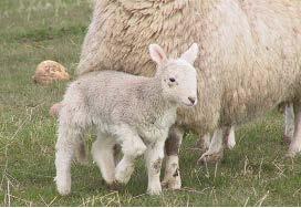 Maximising lamb survival A few losses around lambing are unavoidable in any flock, but high levels can be avoided if sound husbandry, health measures and skilled shepherding are practiced.