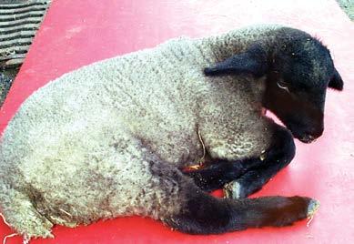 Magnesium Hypomagnesaemia or lactation tetany usually occurs in ewes within four to six weeks after lambing.