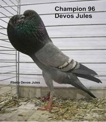Steadily improving contacts with my fellow breeders in France helped me to purchase some very valuable birds to breed Lille Pouters according to the French breed standards.