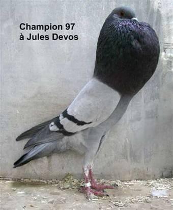 Left: Lille Pouter blue black barred. Champion pigeon with 97 points. Photo and Owner: Jules Devos (France).