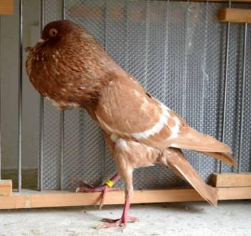 Right: Lille Pouter, yellow white barred. Photo and owner: Jan Janssen. That is why different authors often wrote conflicting stories about the same breed.