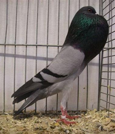How to assess this breed It is a breed which is very good to keep; the pigeons are quiet and can be kept in an aviary. It is also a breed that is very well suited for free flying.
