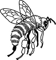Bee and Wasp Stings Both bees and wasps can inflict painful wounds from their sting, but there is an important difference between the two.