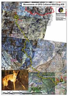 A third dog at Blackall had made four movements beyond his normal territory, up to 100 km away.