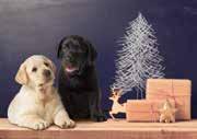 We do hope you enjoy this edition of Guide Dog Tales.