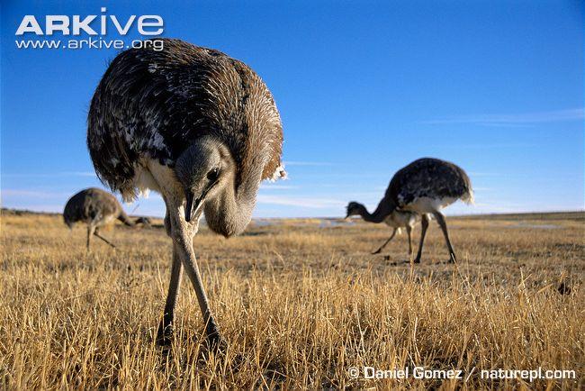 Introduction Also commonly known as Darwin s Rhea, the lesser rhea is a ratite closely related to the Greater rhea.