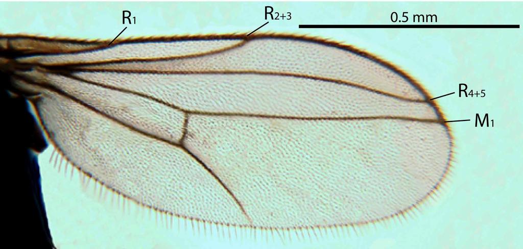 FIGURE 3. Hurleyella cumberlandensis, male wing. FIGURE 4. Hurleyella cumberlandensis. A. abdomen and hypopygium, left lateral view; B. hypopygium, left dorsolateral view; C. hypopygium, dorsal view.