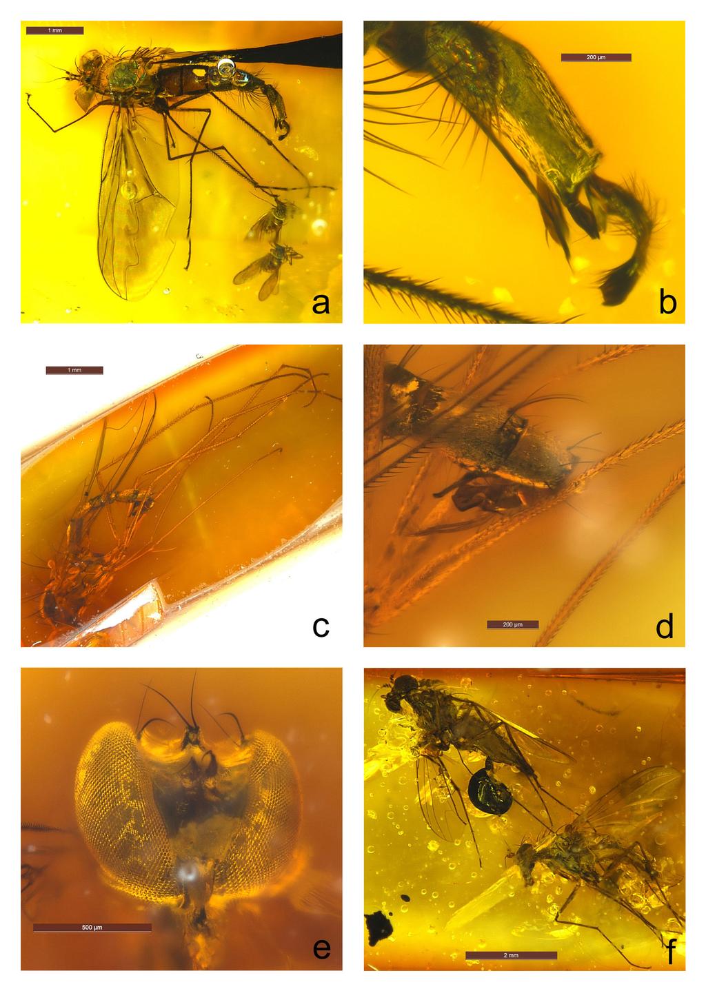The Dolichopodidae (Diptera) of Mexican amber 15 Figure 1. Mesorhaga pseudolacrymans, sp. n.: a. male habitus, dorsal (note ventral image refraction); b. hypopygium, left lateral.