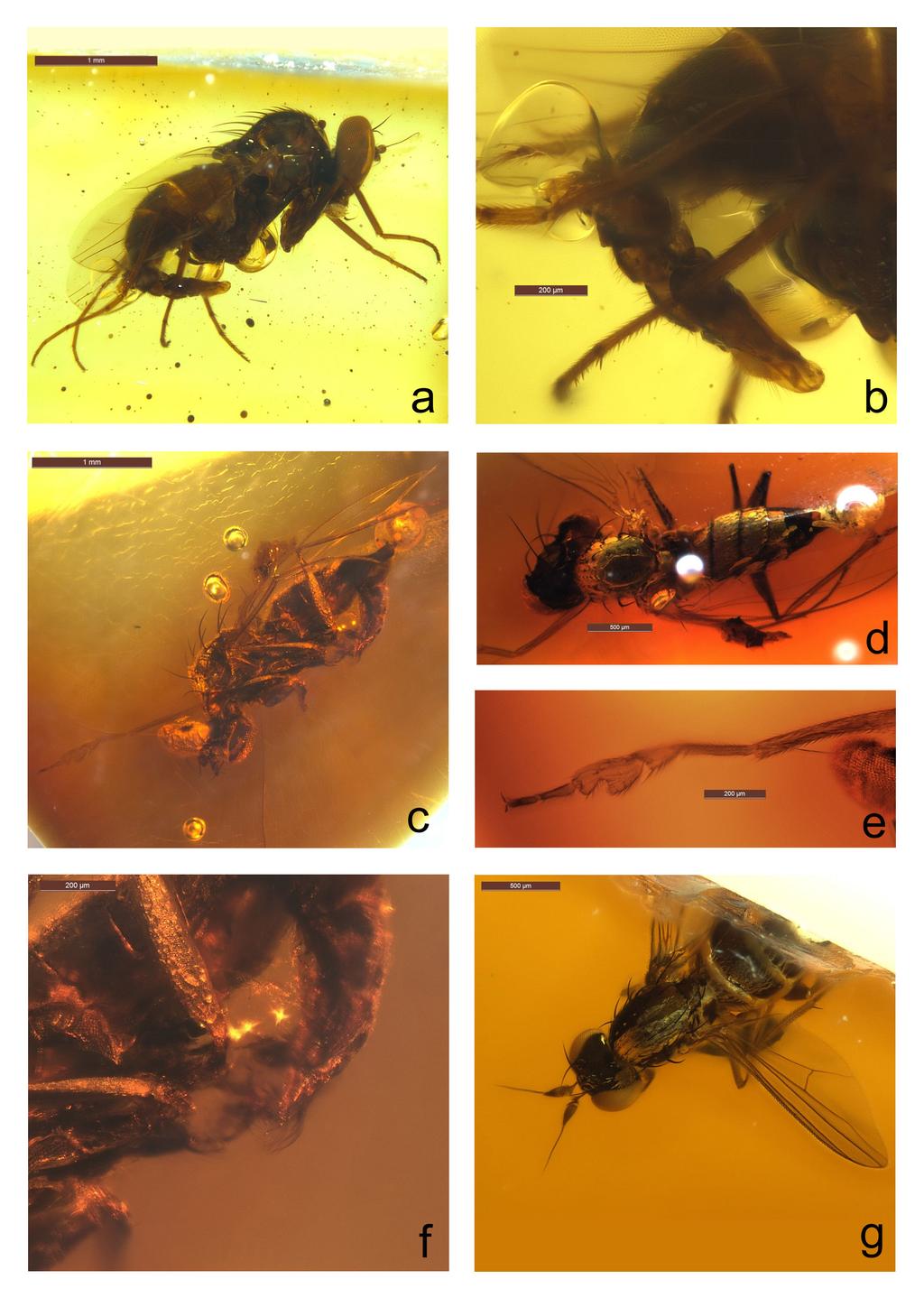 The Dolichopodidae (Diptera) of Mexican amber 17 Figure 2. Medetera totolapa, sp. n.: a. male habitus, right lateral; b. hypopygium, right lateral. Medetera amissa sp. n.: c.