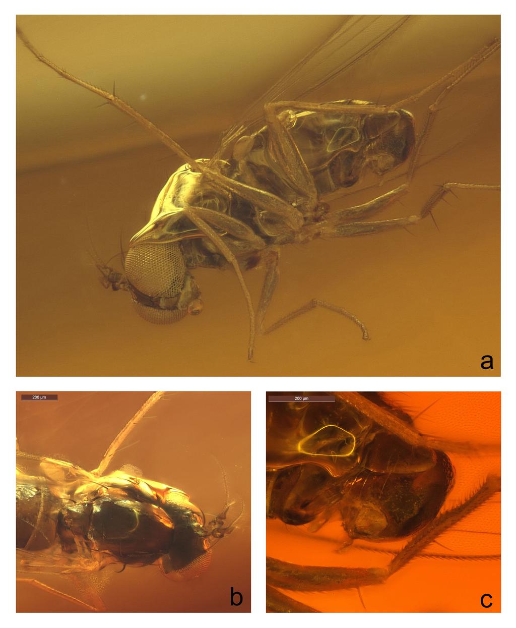 The Dolichopodidae (Diptera) of Mexican amber 19 Figure 3. Peloropeodes paleomexicana, sp. n.: a. male habitus, left ventral; b. male head and thorax, dorsal; c. hypopygium, left lateral.
