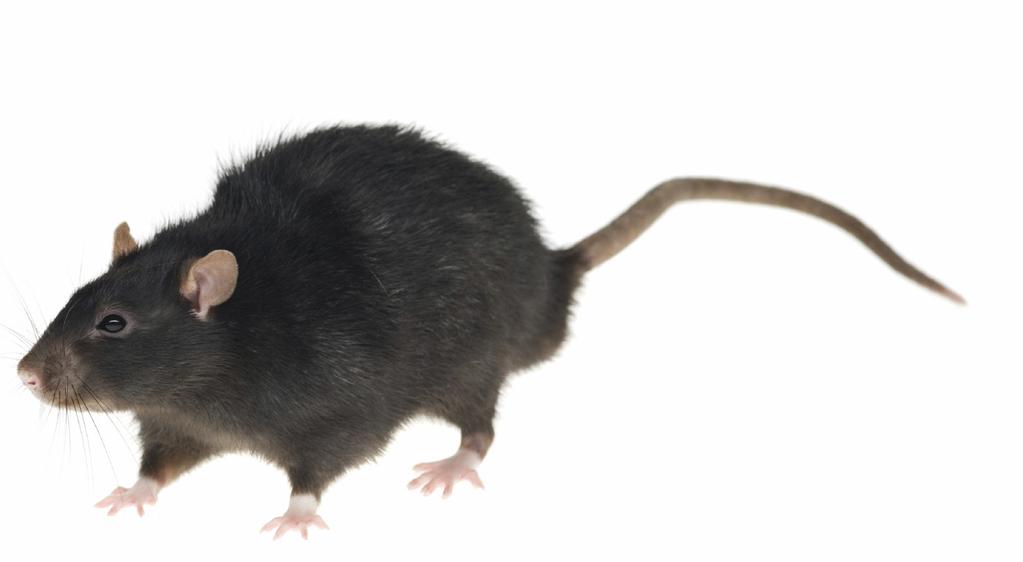 The roof rat, one of the longest species of rat, with a body of 6 to 8 inches long.