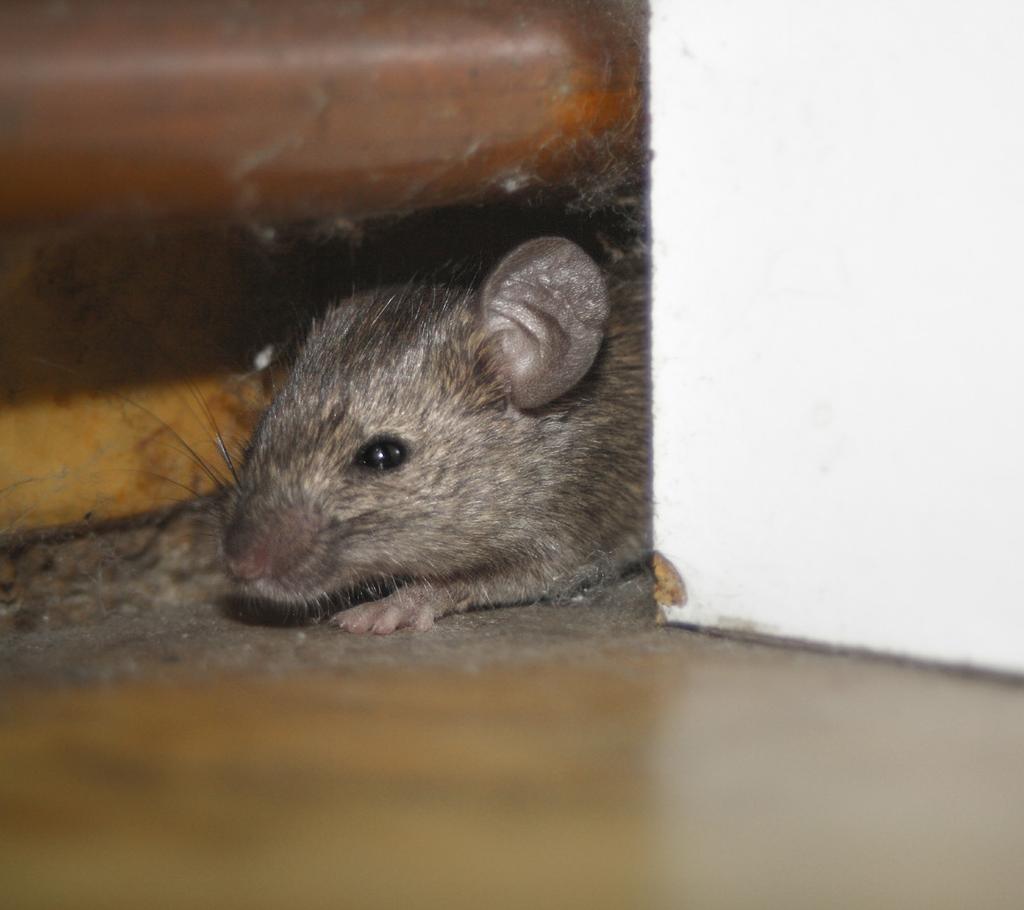 The roof rat is unique among rats because of its tail, which is longer than the length of its body and similar in color to its fur, rather than the scaly, wormlike tail of other rats.