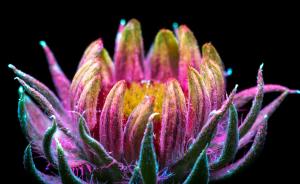 Invisible Light That Plants Emit Photographer