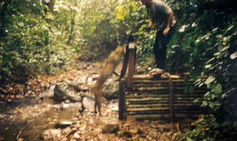 Similarly, Sean Austin captured two clouded leopards in Khao Yai with about 10,000 trap-nights.
