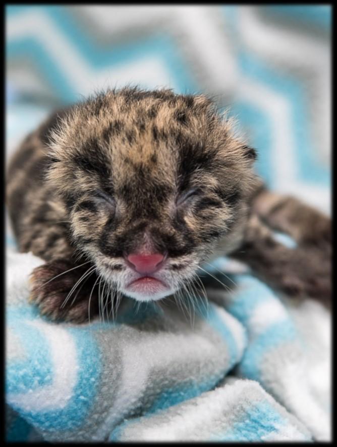 P a ge 4 S pots & S t ripes S pring 2017 Clouded Leopard Born in Nashville Highlights Important Research in Artificial Breeding For more than 25 years, EFBC-FCC has been part of research and studies