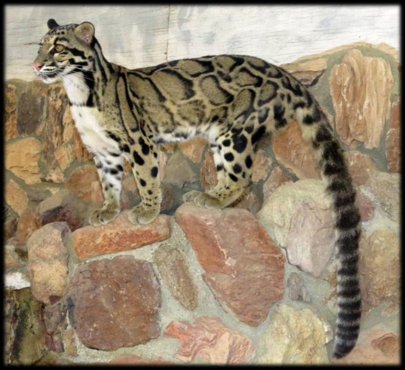 on several of our small cats, including the Black-footed cat and Fishing cats.