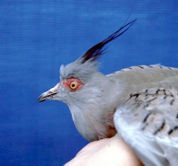 The following is the (German) Standard description for the Australian Crested Pigeon. Ocyphaps lophotes Common appearance: Larger than the Barbary (Ringneck) dove, but not as slender and elegant.