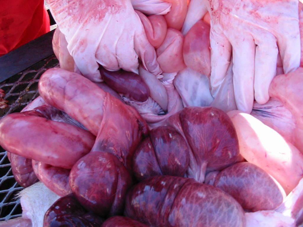 Porcine Enteri8s Nursery and Grow- Finish Ileum: Two 10 cm sec8ons fresh/chilled, four 1 cm sec8ons fixed Jejunum: Two 10 cm sec8ons fresh/chilled, four 1 cm sec8ons fixed Cecum and colon: En8re