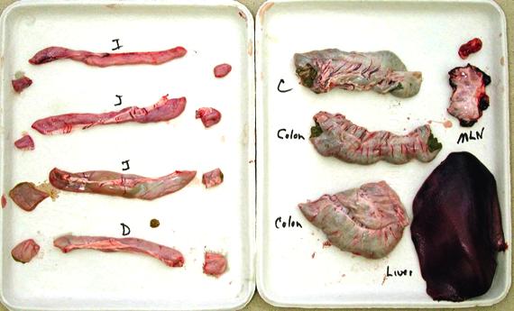 Liver: ¼ of organ fresh, 3 slices fixed Stomach: Examine for and submit lesions 30 30 31 cecum ileum jejunum Enlarged mesenteric lymph nodes Thickened small intestinal mucosa in a case of PCV2-
