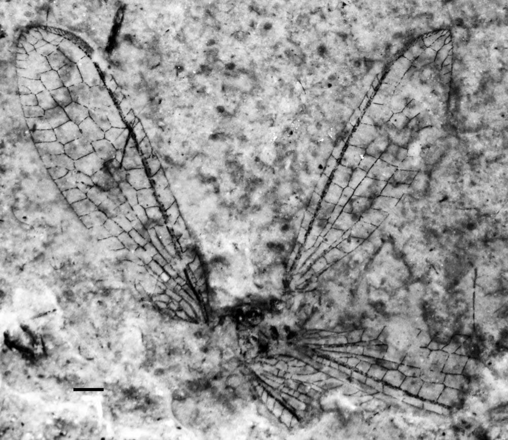 856 ANNALS OF THE ENTOMOLOGICAL SOCIETY OF AMERICA Vol. 103, no. 6 Fig. 1. A. uniramosus n. gen., n. sp., photograph of the holotype CNU-NEU-NN2009700. Scale bar 1 mm.